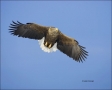 White-tailed-Eagle;White-tailed-Sea-Eagle;Sea-Eagle;Haliaeetus-albicilla;Japan;b